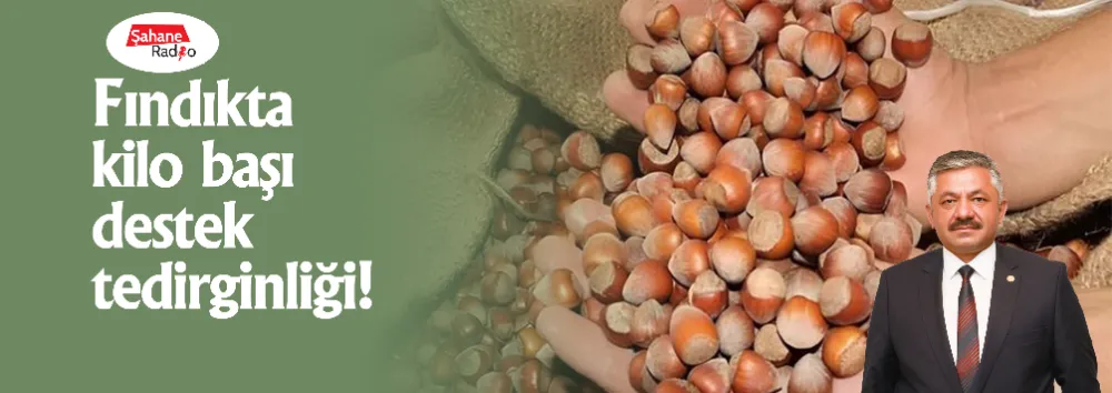Fındıkta kilo başı destek tedirginliği!