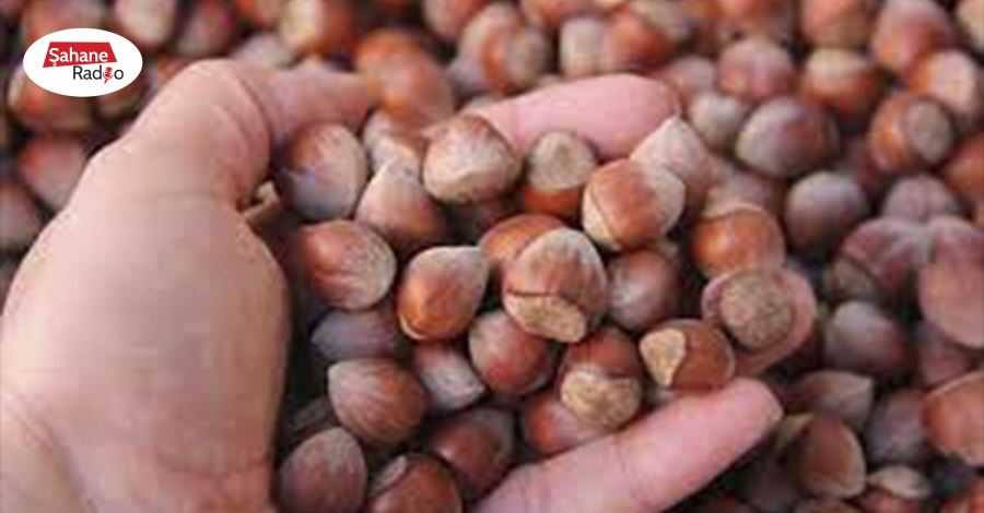 Fındık piyasası yeni fiyatı bekliyor!