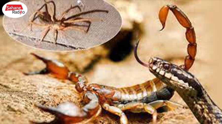 Bahçelerde yılan, akrep, örümceklere dikkat!