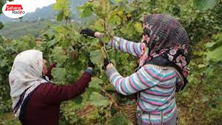 Fındık toplama ücretine tepki!