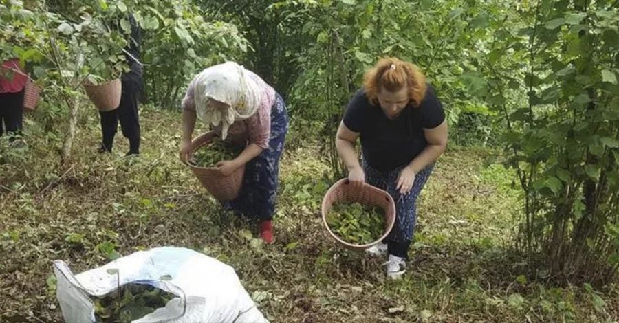 Fındık yevmiyesi en düşük 447 lira 15 kuruş! 