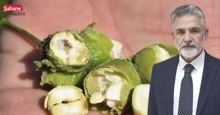  Çotanaklarda boş fındık var!