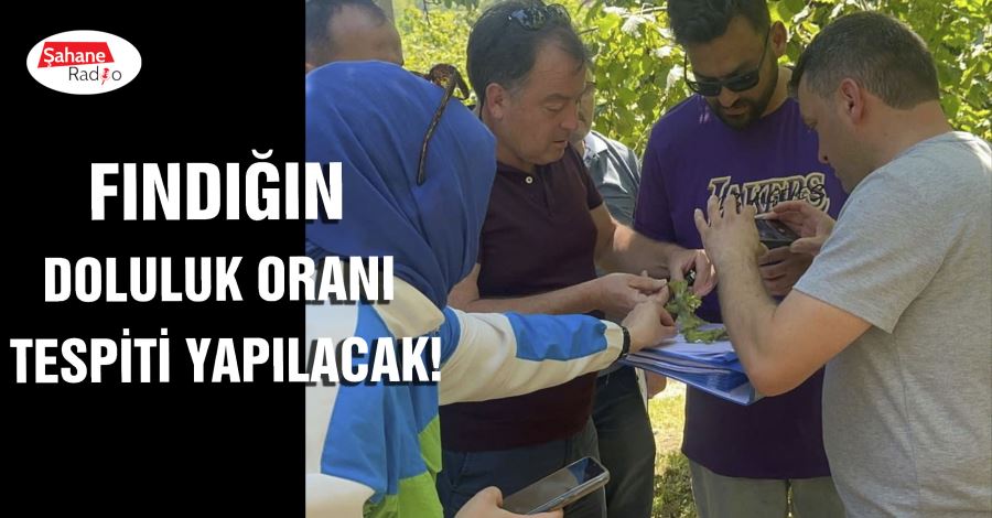 Fındığın doluluk oranı tespiti yapılacak!