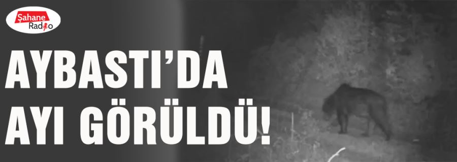 Aybastı’da ayı görüldü!