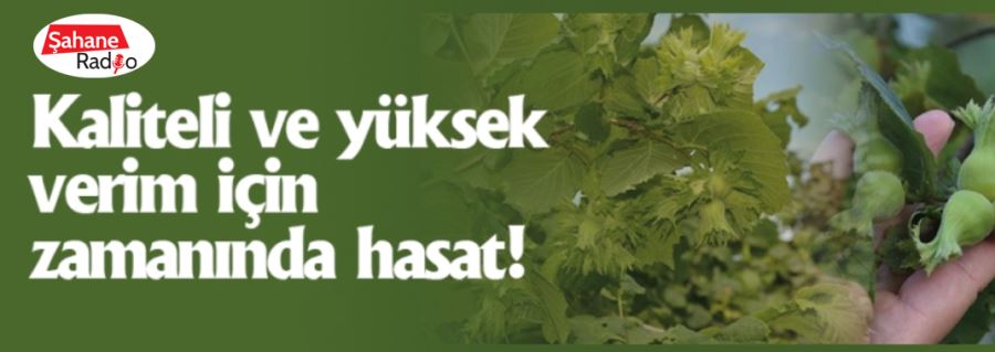 Kaliteli ve yüksek verim için zamanında hasat!