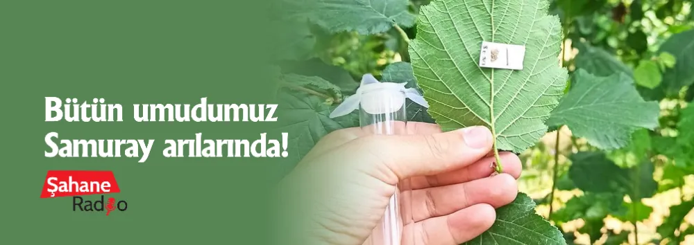 Bütün umudumuz Samuray arılarında!
