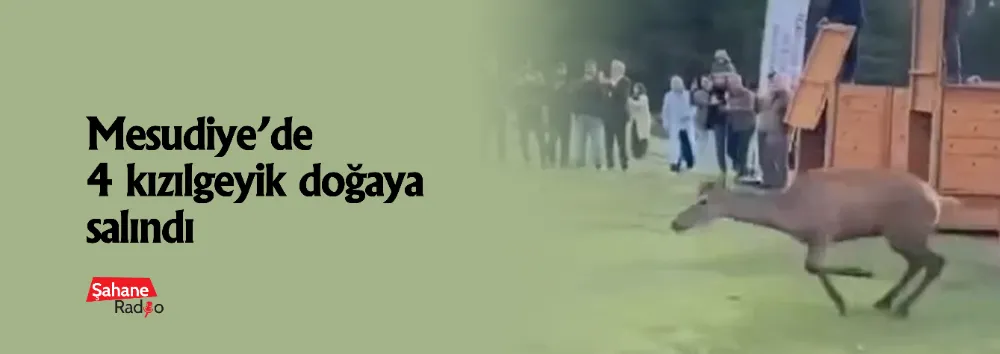 Mesudiye’de 4 kızılgeyik doğaya salındı
