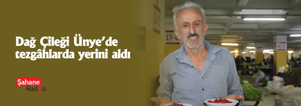 Dağ Çileği Ünye’de tezgâhlarda yerini aldı