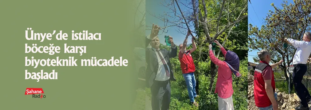Ünye’de istilacı böceğe karşı biyoteknik mücadele başladı