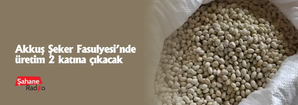 Akkuş Şeker Fasulyesi’nde üretim 2 katına çıkacak