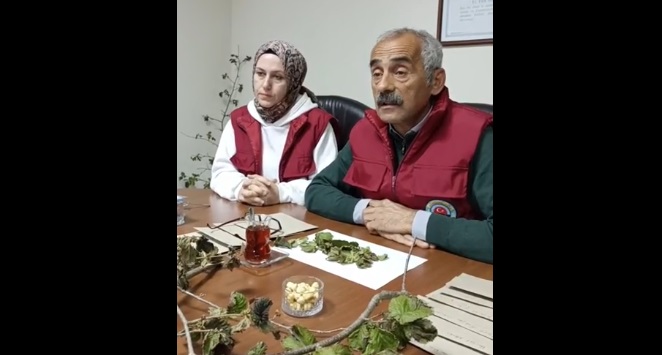 Kahverengi Kokarca’ya geçit yok!