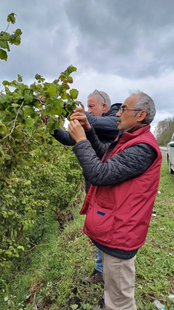 Kahverengi Kokarca’ya geçit yok!