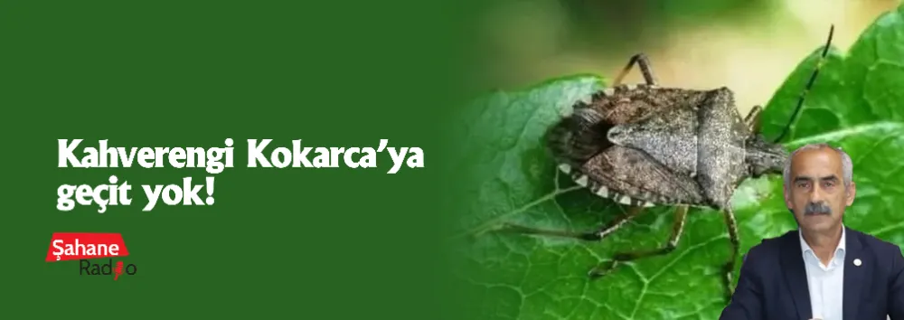 Kahverengi Kokarca’ya geçit yok!