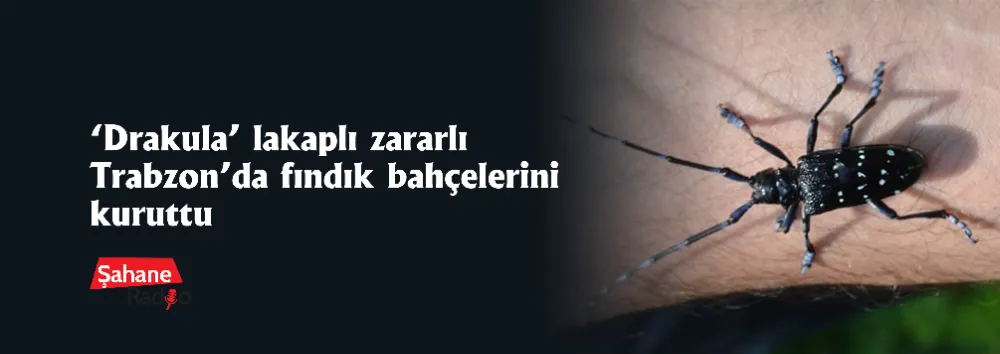 ‘Drakula’ lakaplı zararlı Trabzon’da fındık bahçelerini kuruttu