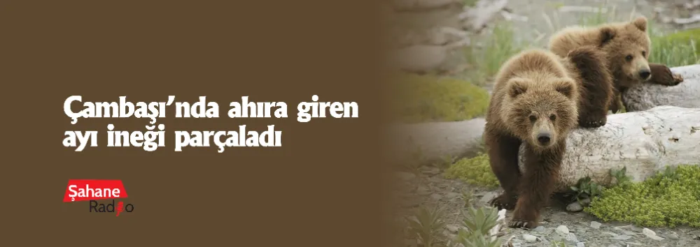 Çambaşı’nda ahıra giren ayı ineği parçaladı 